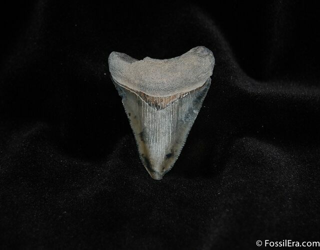 Inch Bone Valley Megalodon Tooth #129